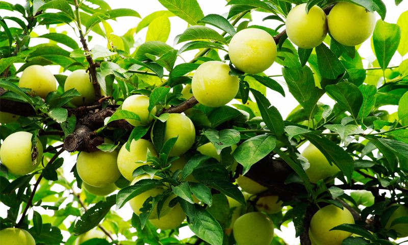 九游网页版入口案例展示二